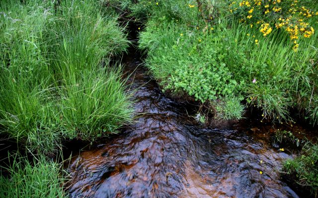 Stream in countryside