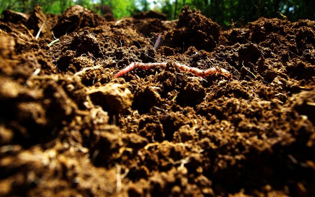 Healthy soil